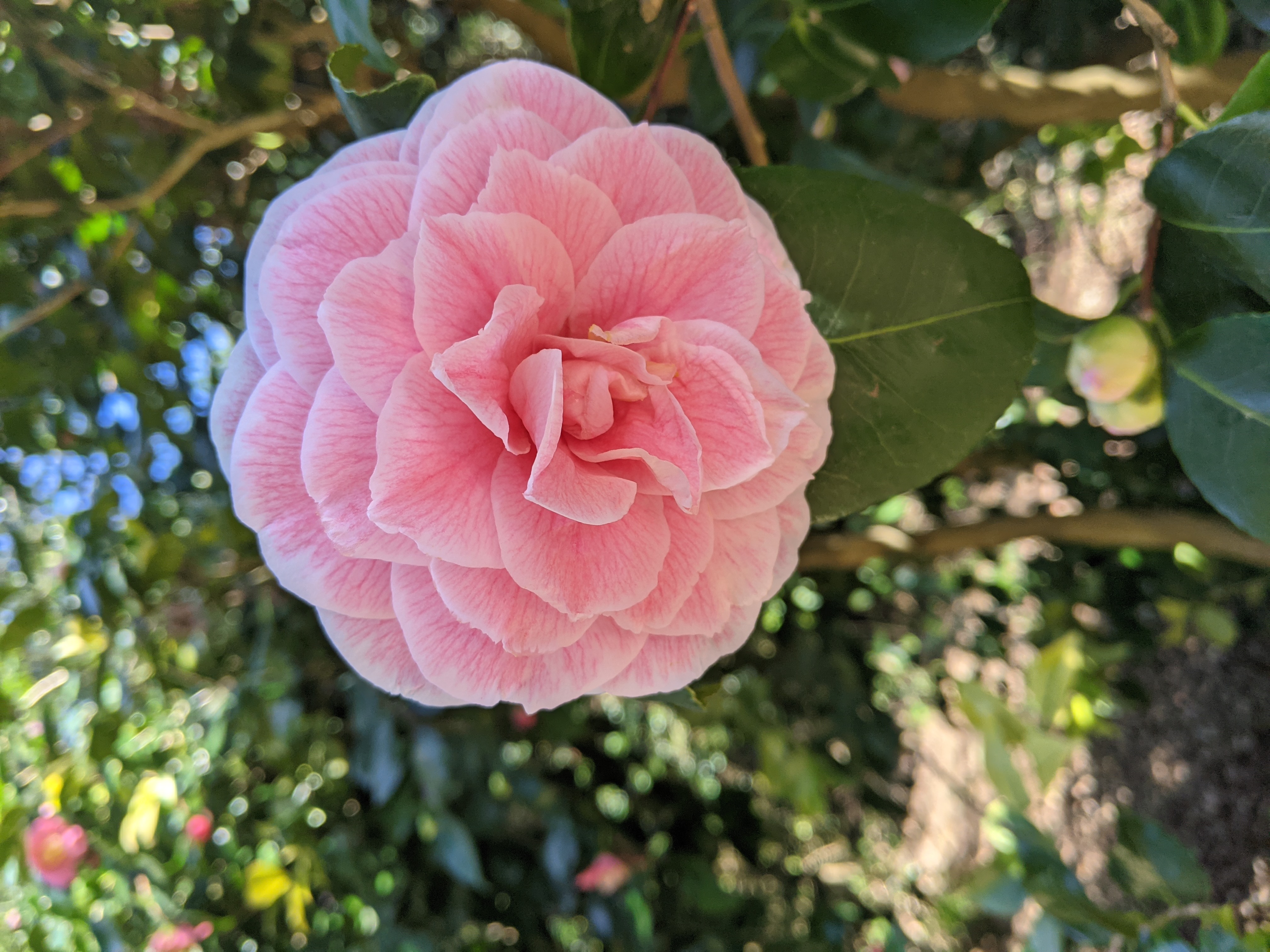 Light pink Camellia Japonica | Camellia Garden | Exbury Gardens | New Forest, Hampshire